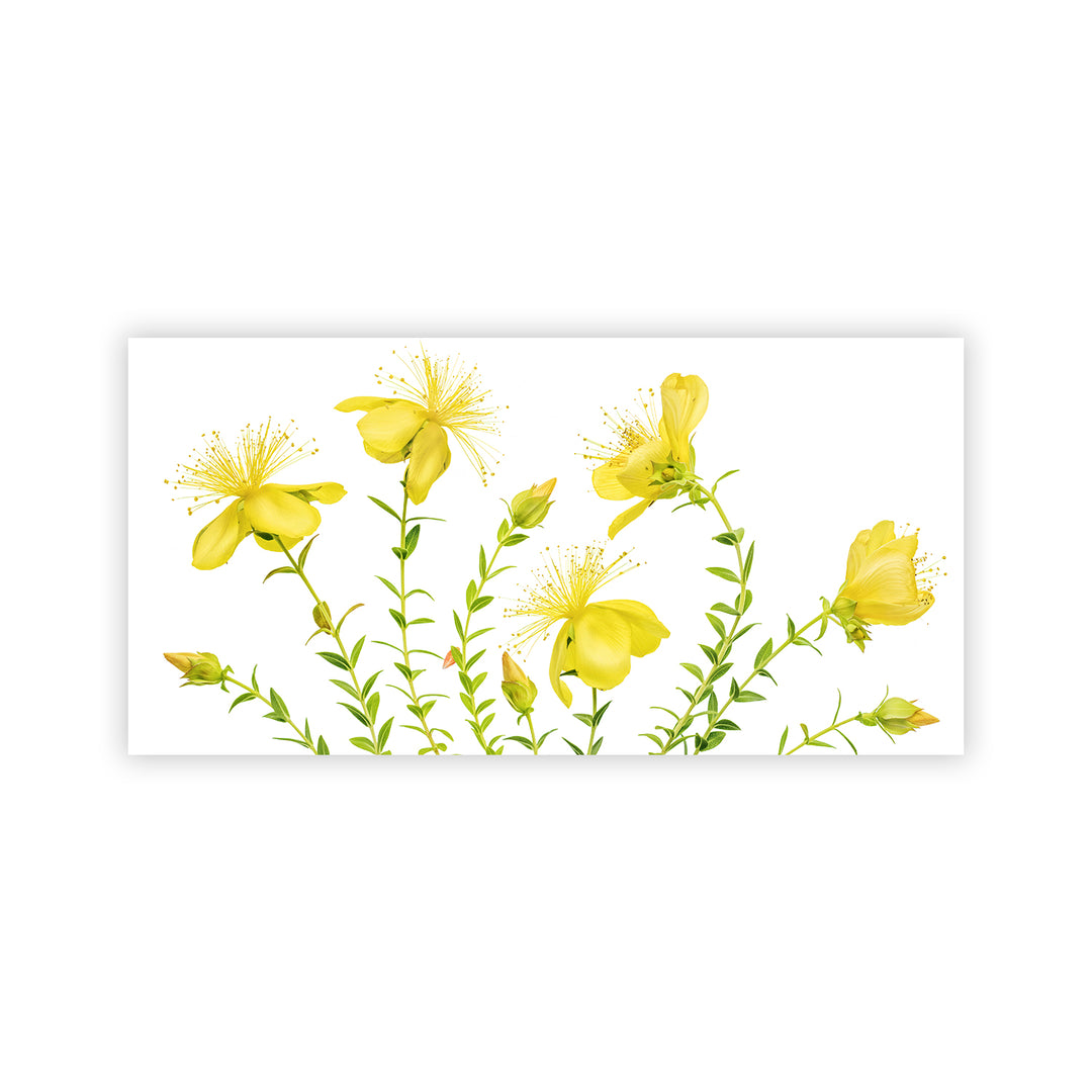 "Hypericum" Acrylic Wall Art