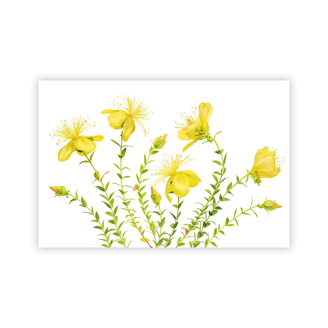 "Hypericum" Acrylic Wall Art