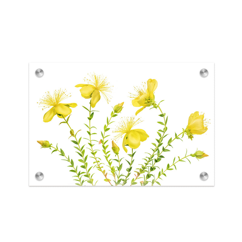 "Hypericum" Acrylic Wall Art