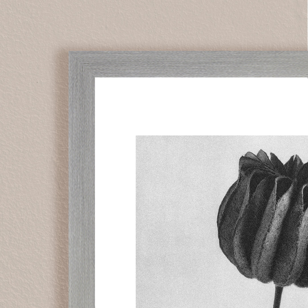 "Lime Mallow" Framed Print Wall Art