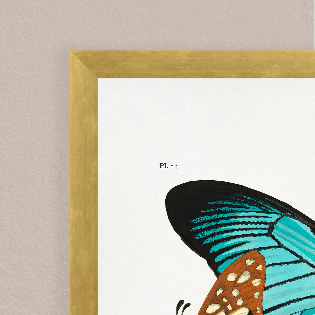 "Butterflies 1" Framed Print Wall Art