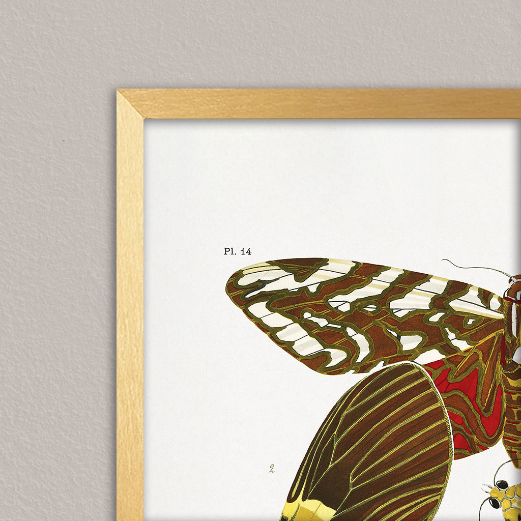 "Butterflies 6" Framed Print Wall Art