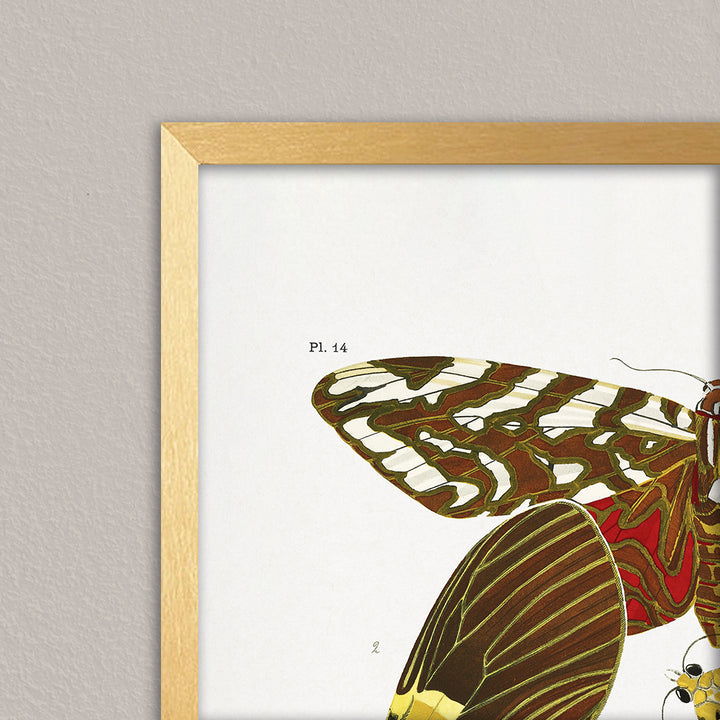 "Butterflies 6" Framed Print Wall Art