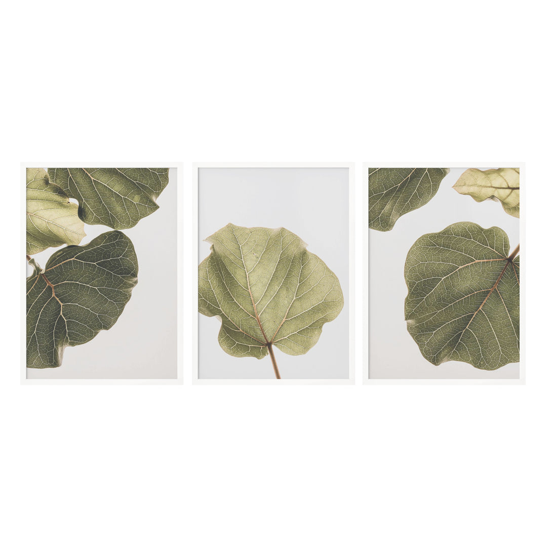 "Abutifolia Noe" Set of Three Framed Textured Wall Art