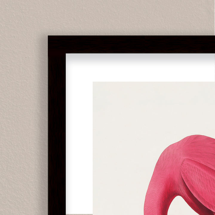 "Pink Flamingo Ii From Birds of America (1827)" Framed Matted Print Wall Art