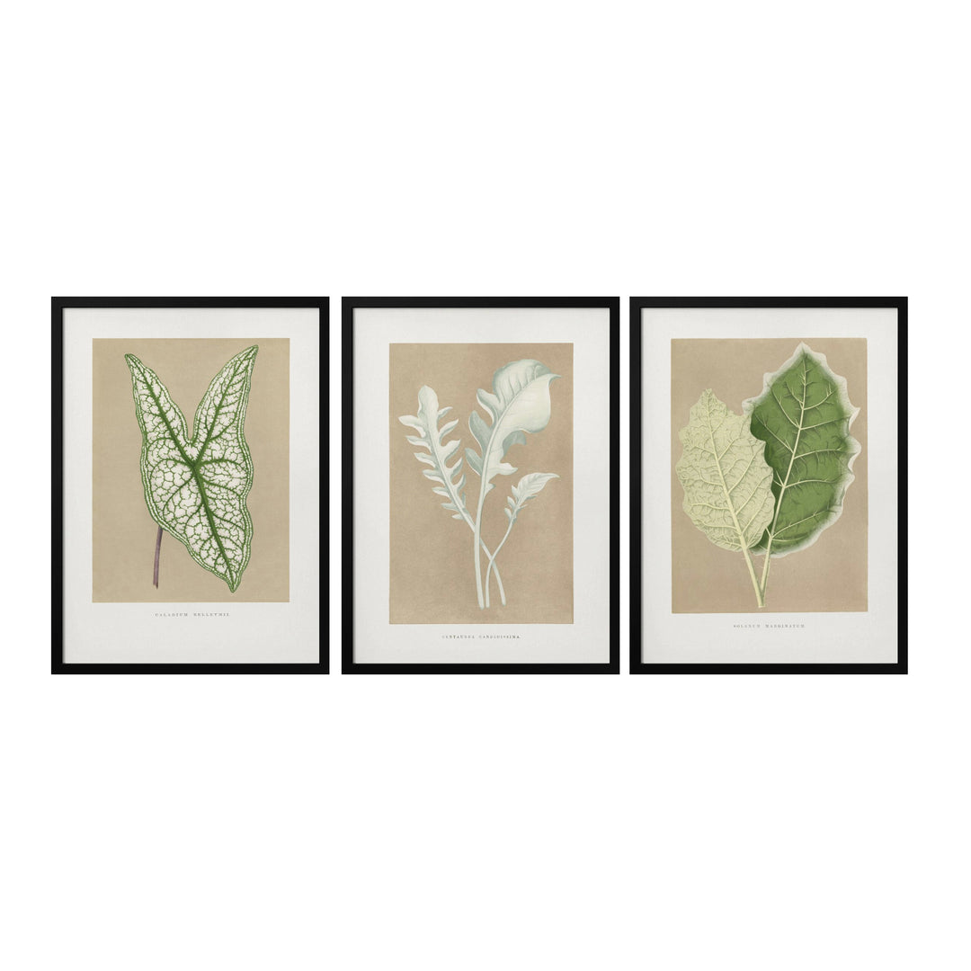 "Marginatum Leaf" Set of Three Framed Textured Wall Art