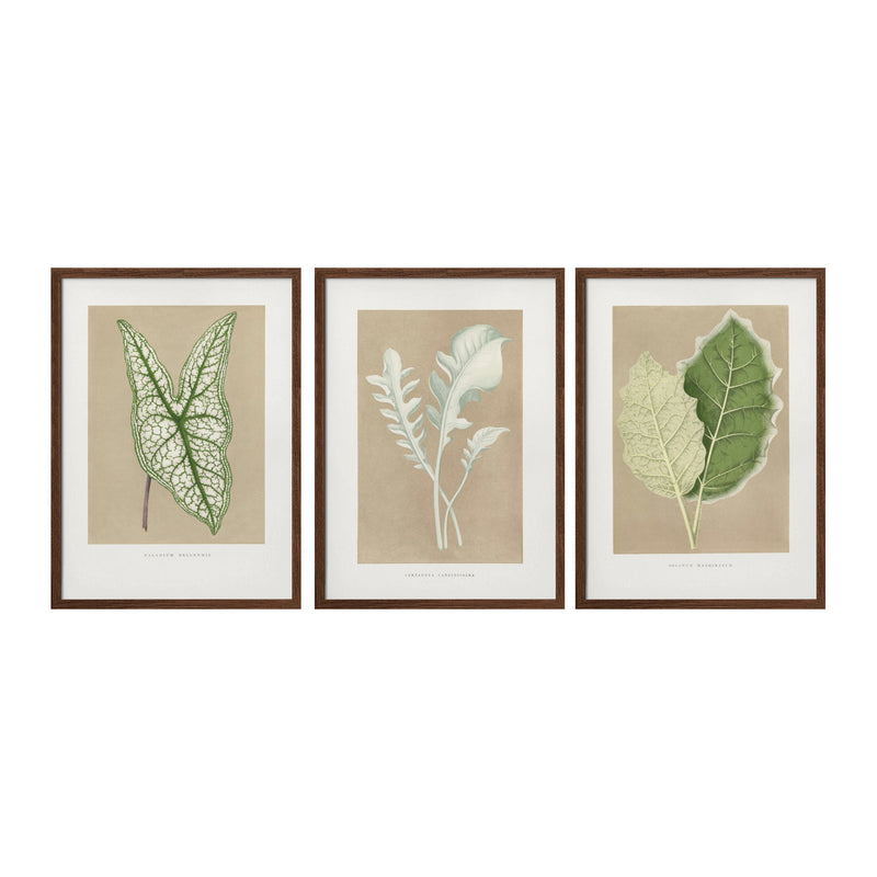 "Marginatum Leaf" Set of Three Framed Textured Wall Art