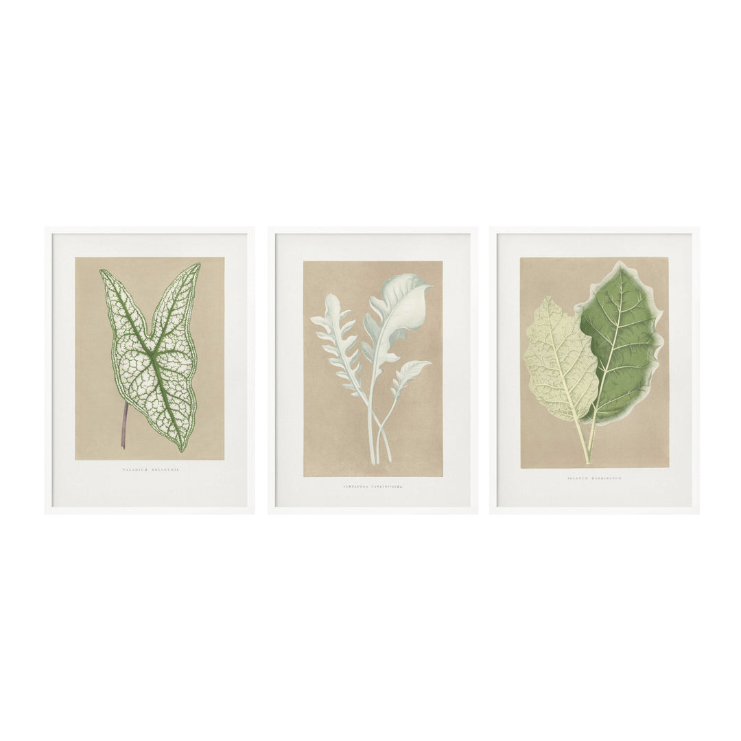 "Marginatum Leaf" Set of Three Framed Textured Wall Art