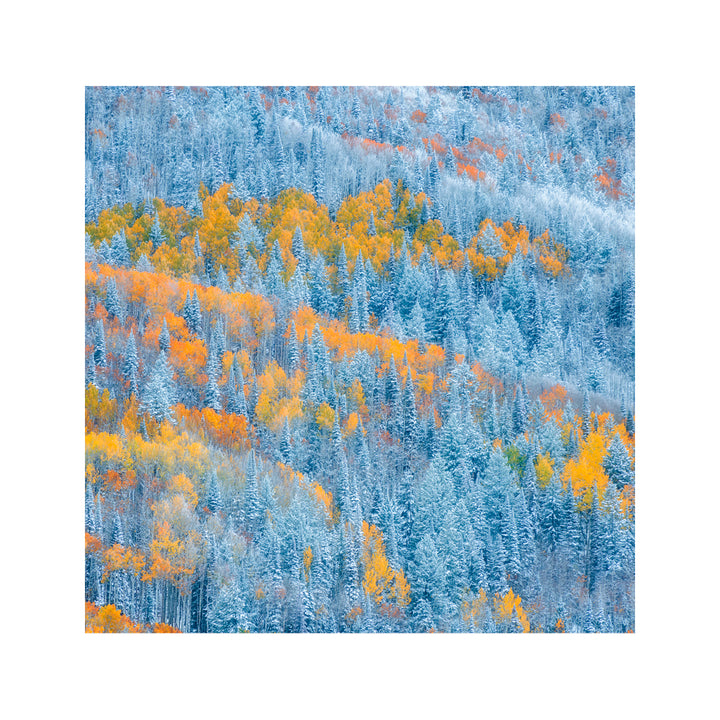 "Transition of Seasons" Acrylic Wall Art