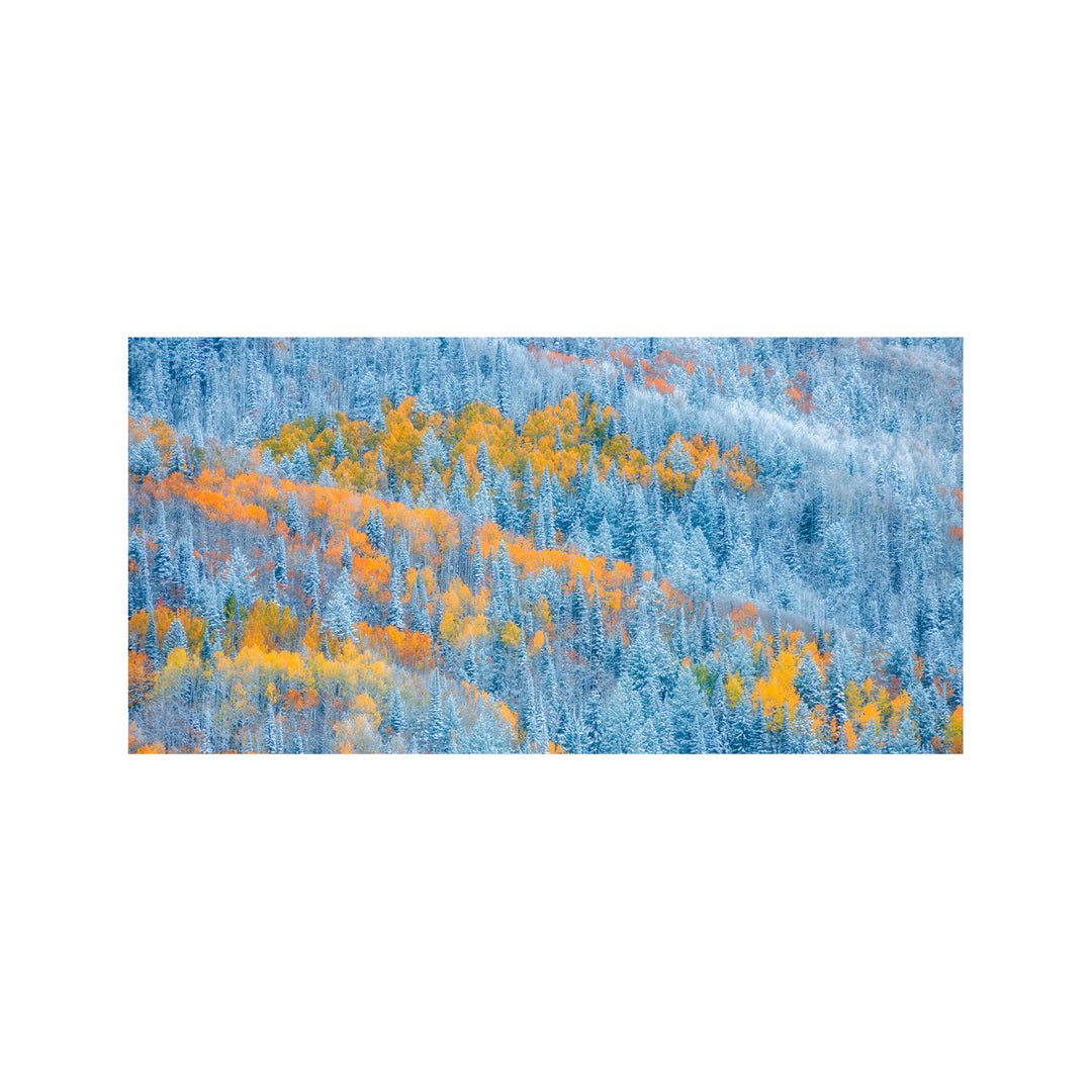 "Transition of Seasons" Acrylic Wall Art