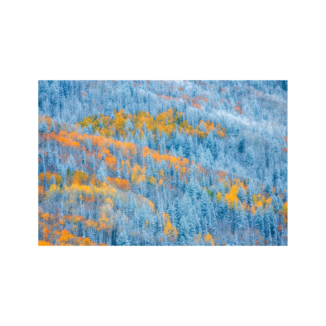 "Transition of Seasons" Acrylic Wall Art