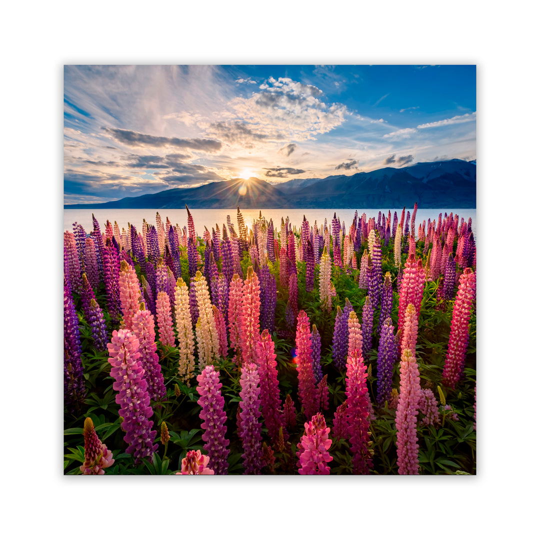 "Lupins Lakeside" Acrylic Wall Art