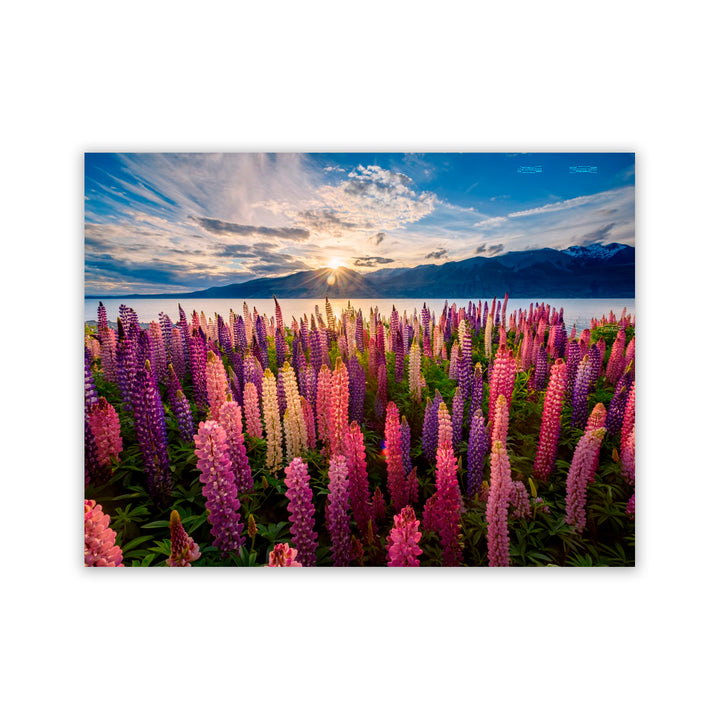 "Lupins Lakeside" Acrylic Wall Art