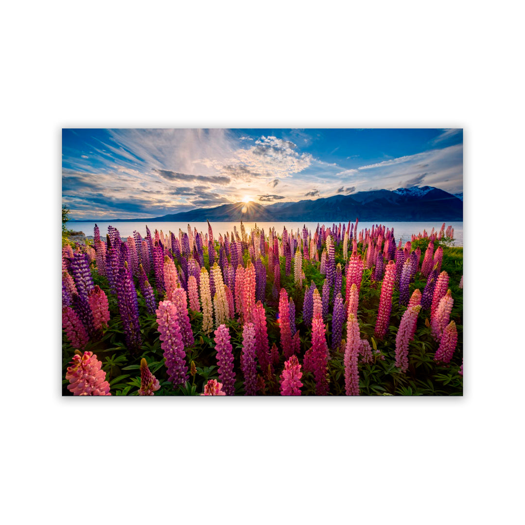 "Lupins Lakeside" Acrylic Wall Art