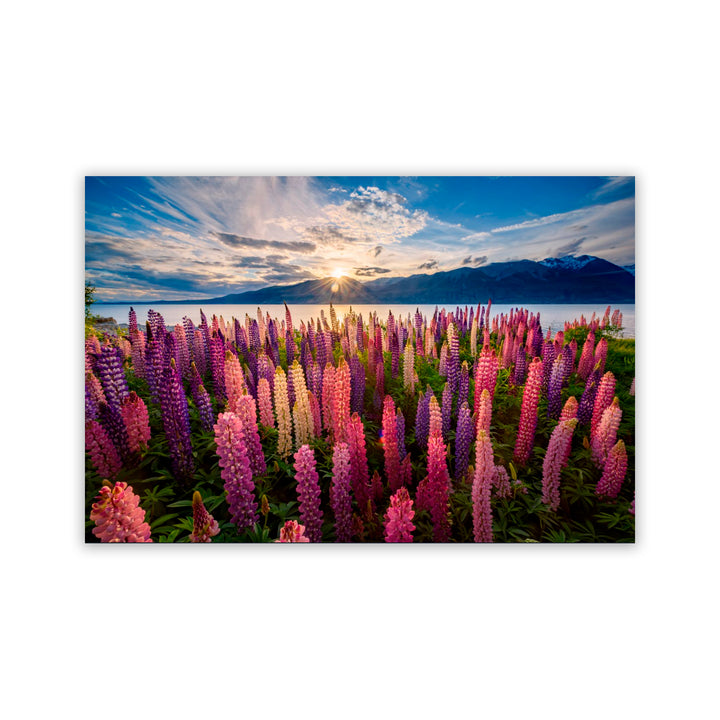 "Lupins Lakeside" Acrylic Wall Art