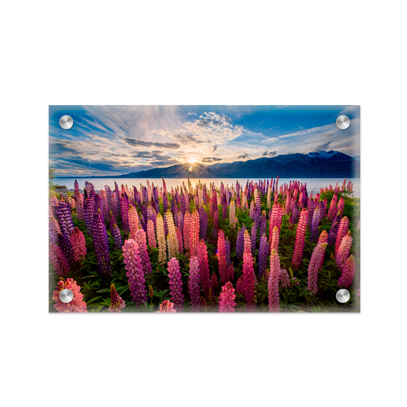 "Lupins Lakeside" Acrylic Wall Art