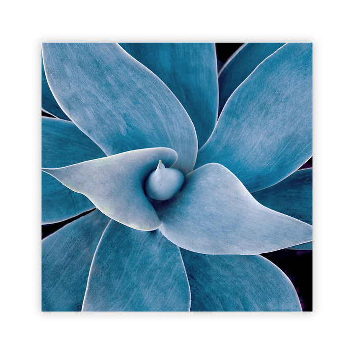 "Blue Succulent" Acrylic Wall Art