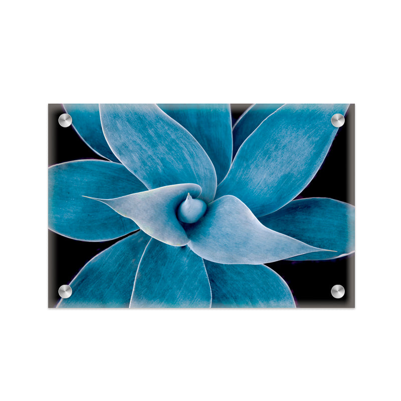 "Blue Succulent" Acrylic Wall Art