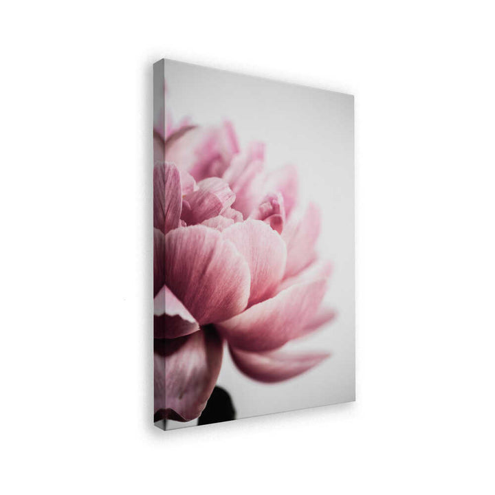 Peony 1