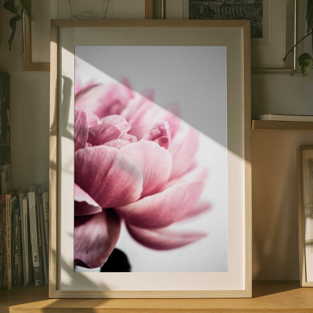 Peony 1