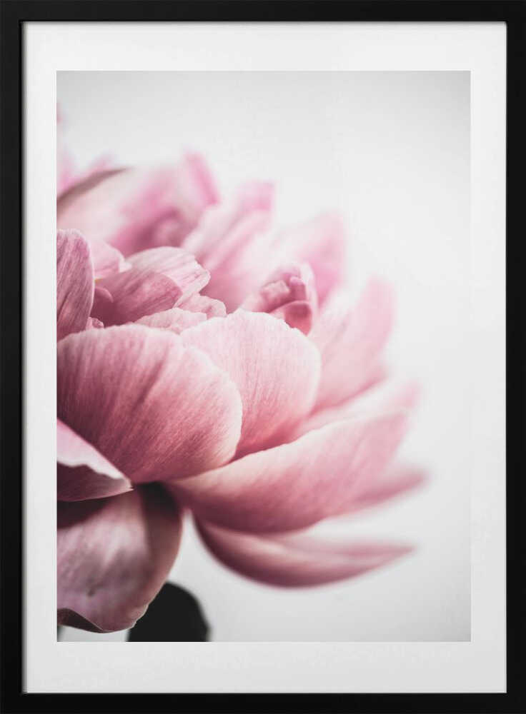Peony 1