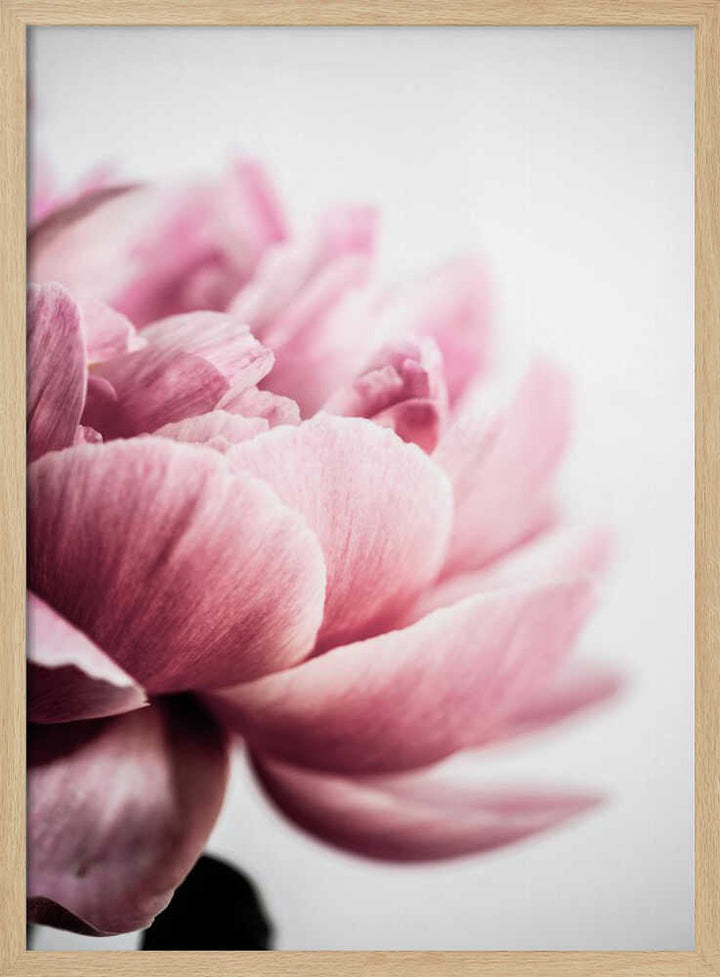 Peony 1