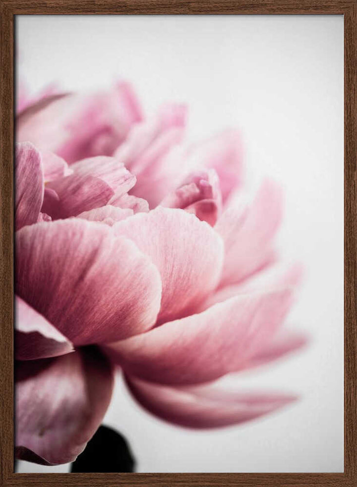 Peony 1