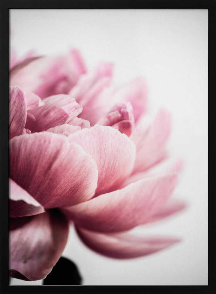 Peony 1