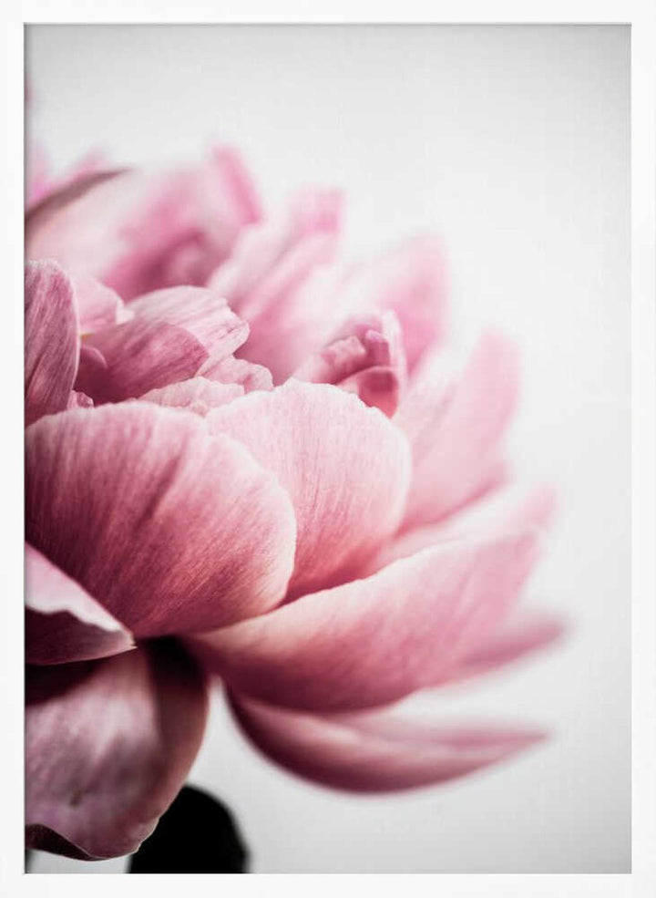 Peony 1