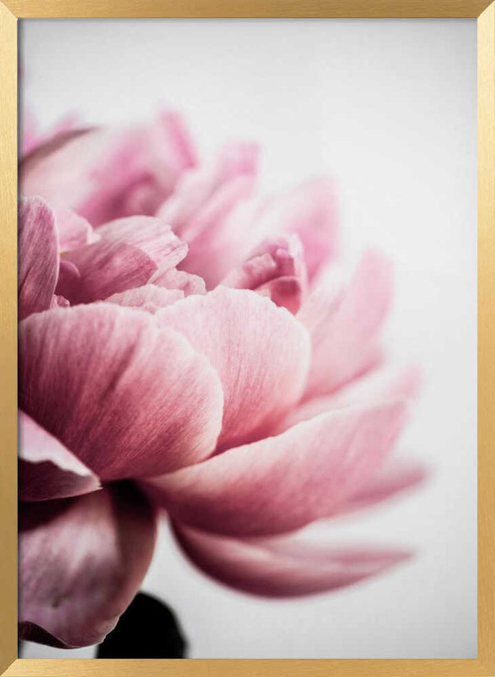 Peony 1