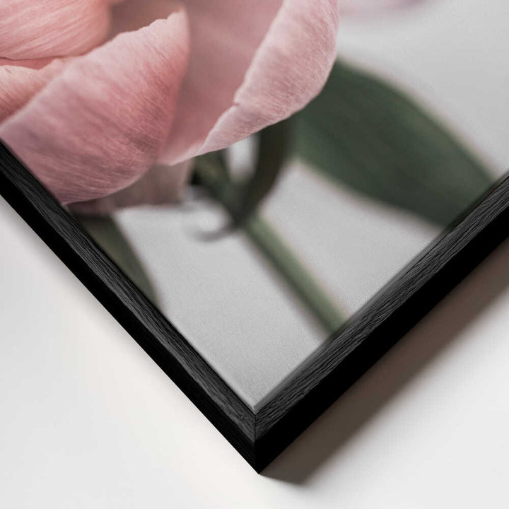 Peony 3