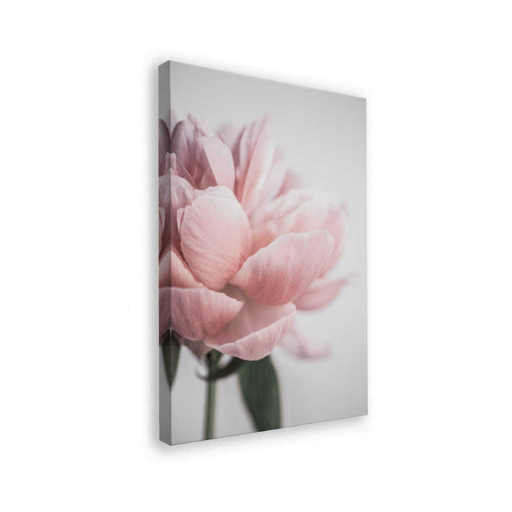 Peony 3