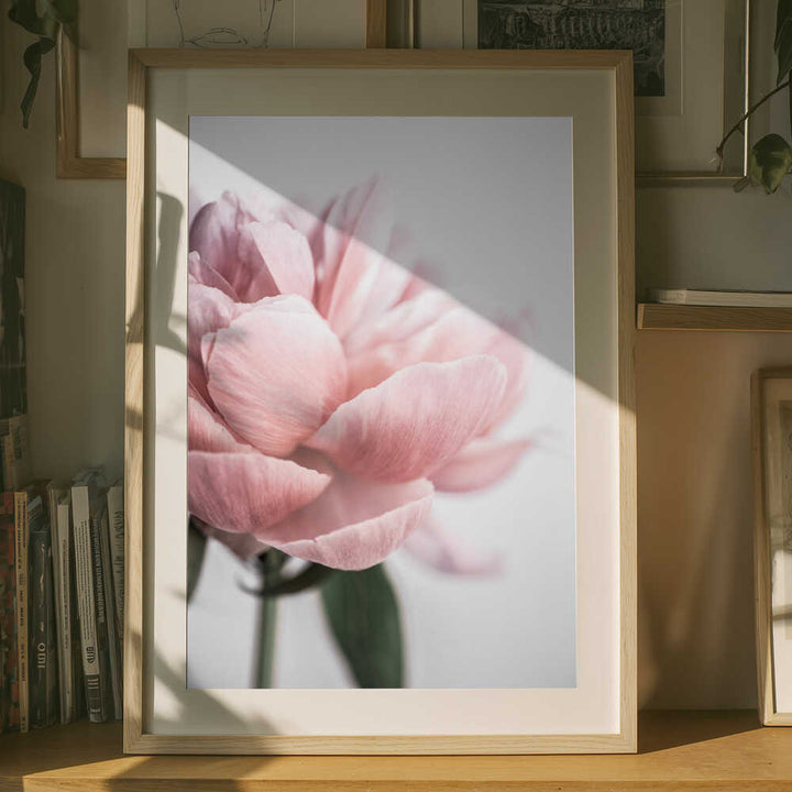 Peony 3