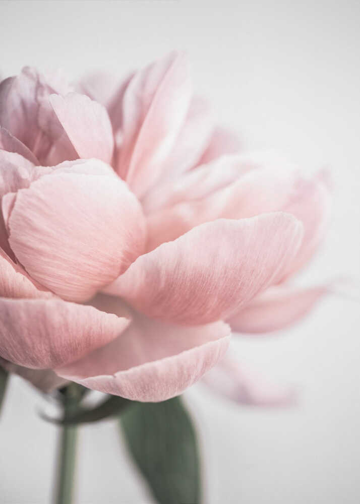 Peony 3