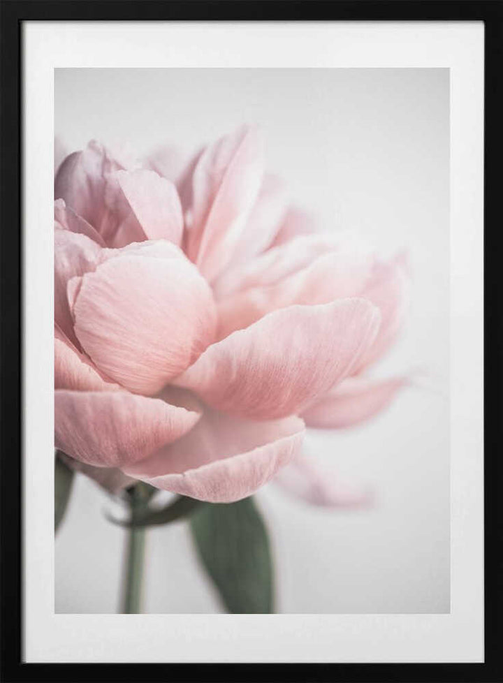 Peony 3