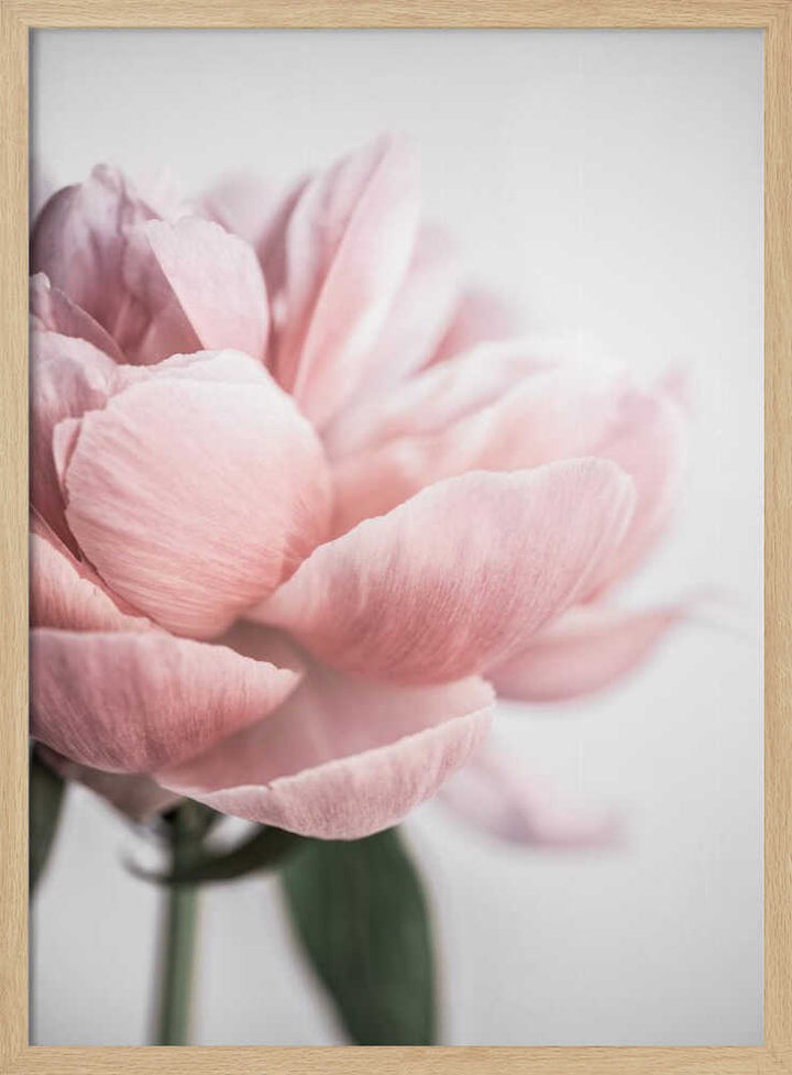 Peony 3