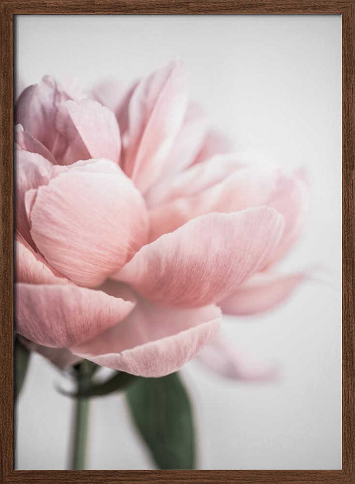 Peony 3