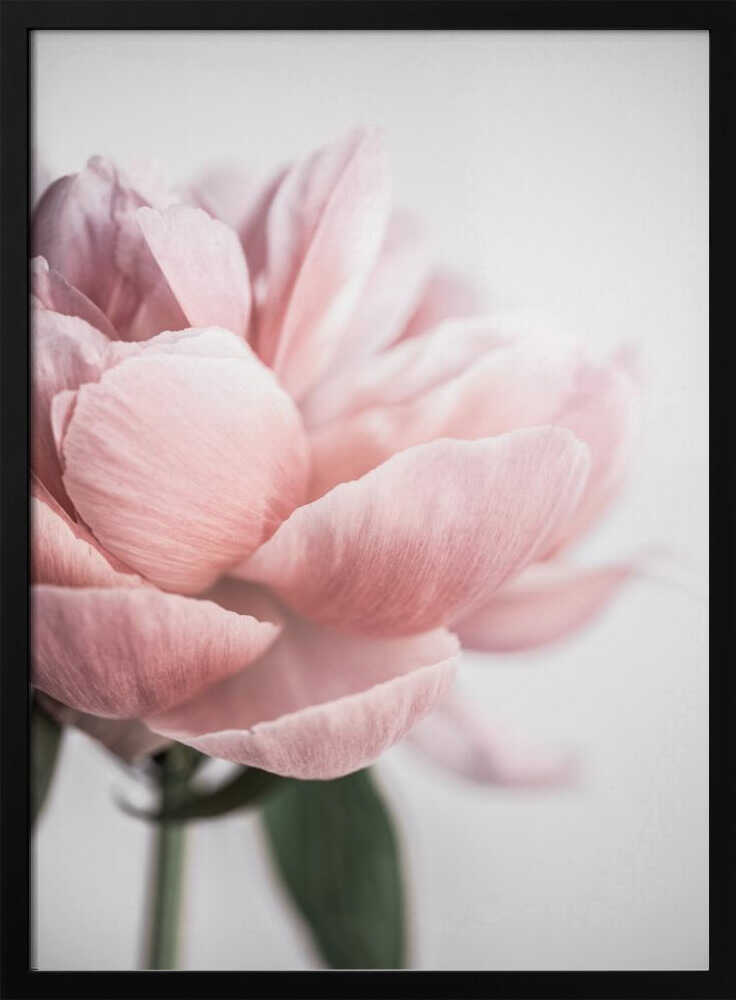 Peony 3