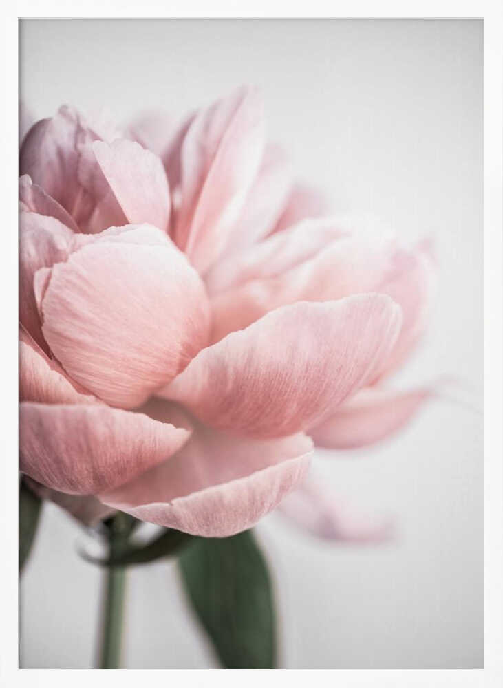 Peony 3