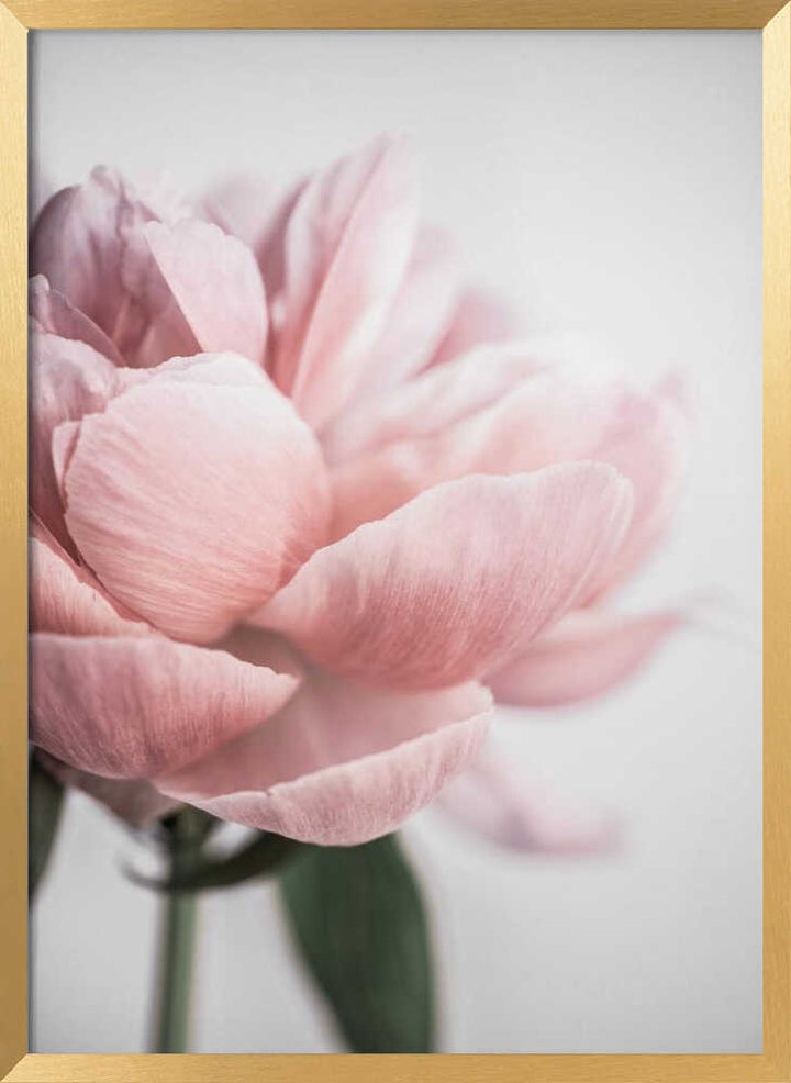 Peony 3