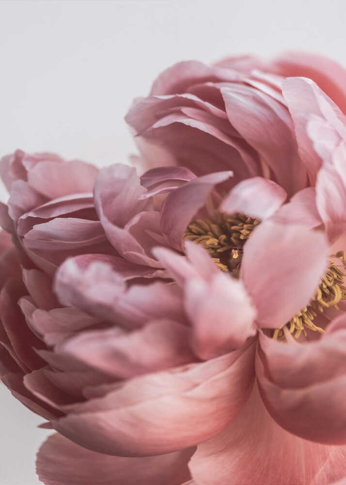 Peony