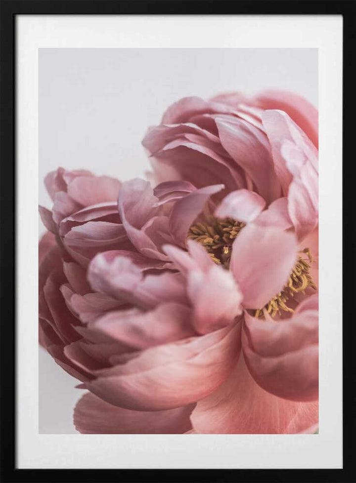Peony