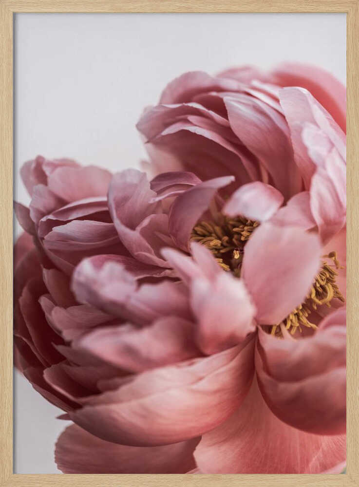 Peony