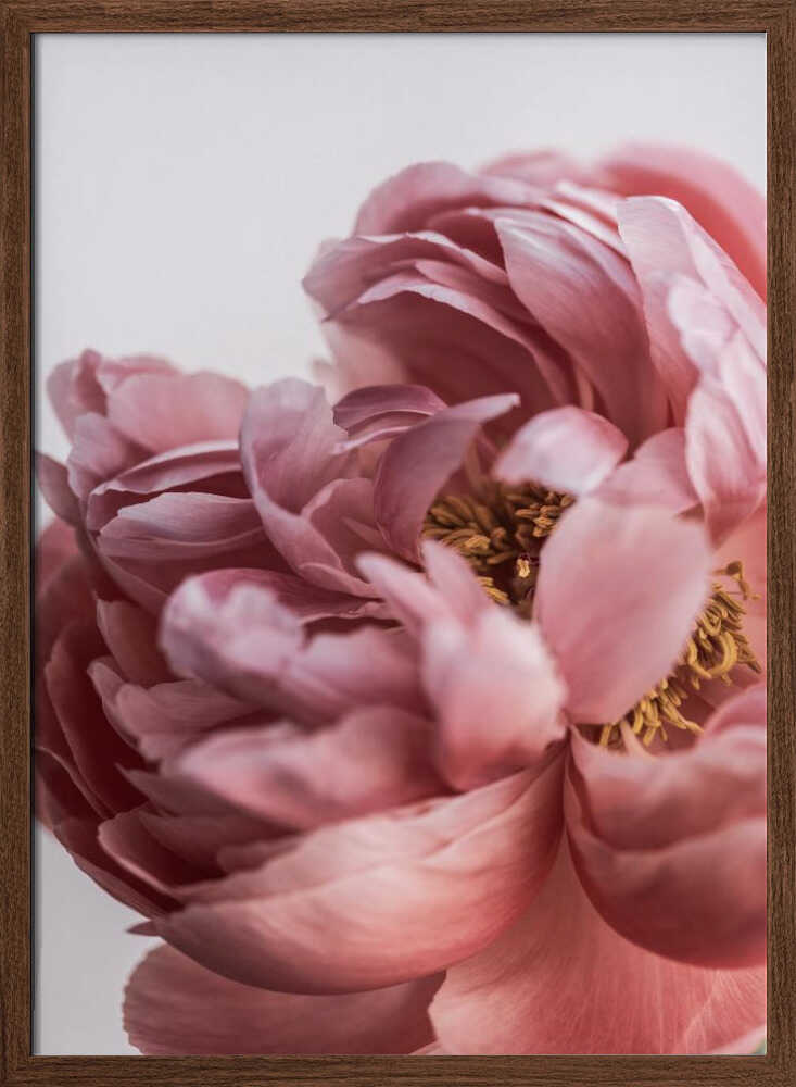 Peony