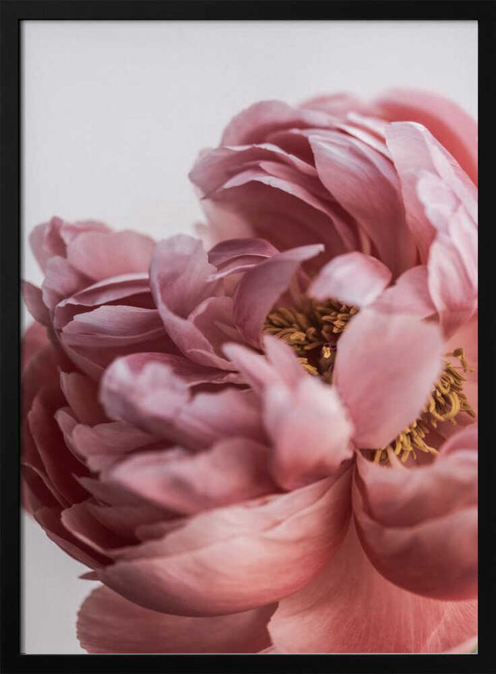 Peony