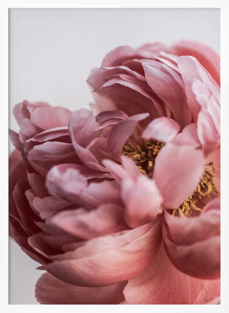 Peony