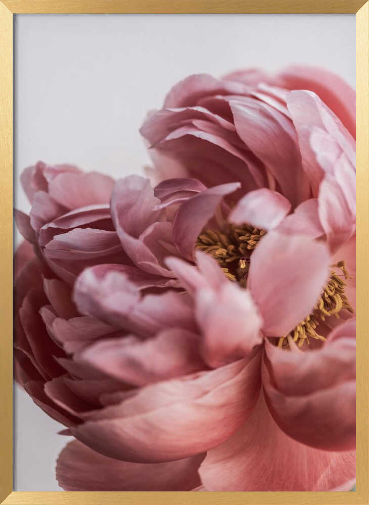 Peony