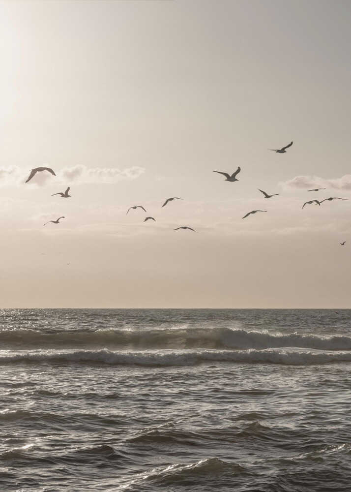Birds and the Sea 3