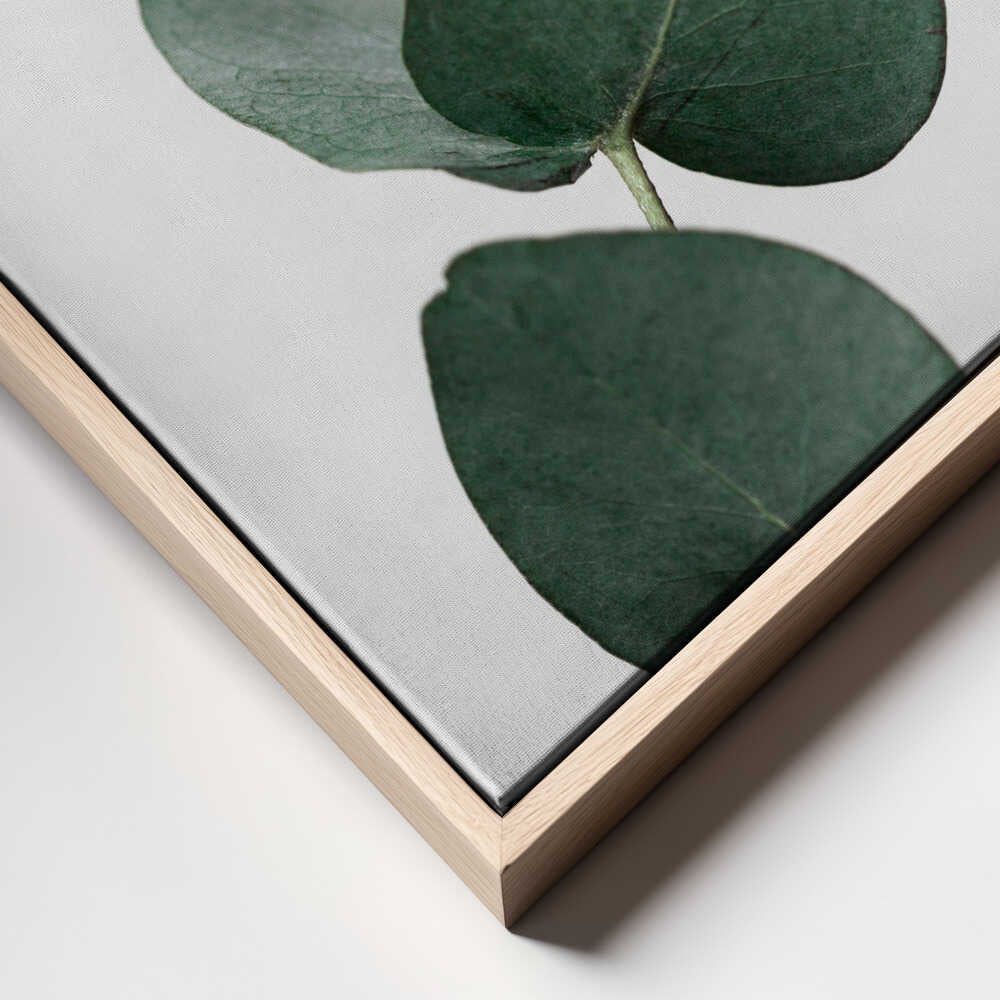 Eucalyptus 4 A1