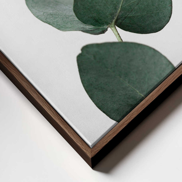 Eucalyptus 4 A1